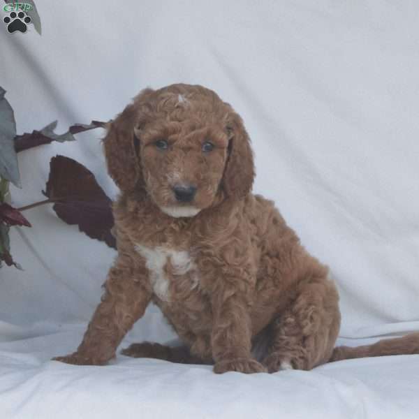 Heidi F1B, Goldendoodle Puppy